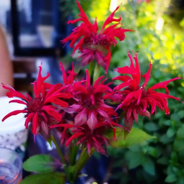 The Marshal – Honey Balsam flowers with edible petals