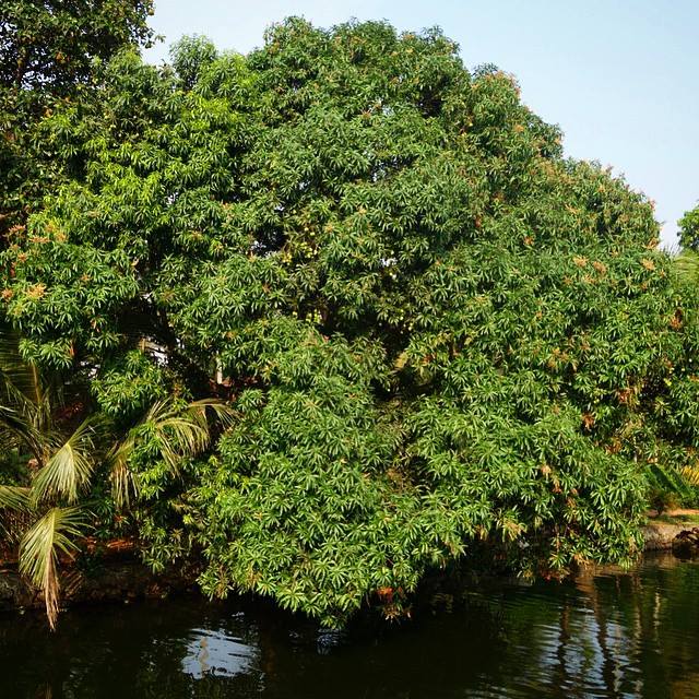 This is one glorious mango tree along the backwaters that we saw from our luxury houseboat in Alleppey, Kerala. 