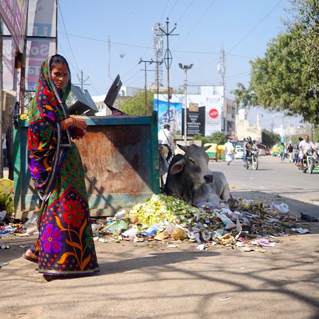 The cows are truly worshiped here.  This one is resting in the shade in a pile of food next to the dumpster, with this beautiful woman wearing gorgeous colors in the foreground. India was not for the faint of heart. That is for sure.   