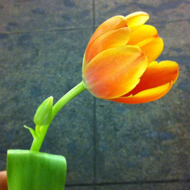 Annisa – West Village – NYC – Yes, Luis  stole this flower from the bathroom for me and surprised me with it outside when we left. Sorry, Annisa! It was so sweet though :) It’s the thought and intention that counts <3